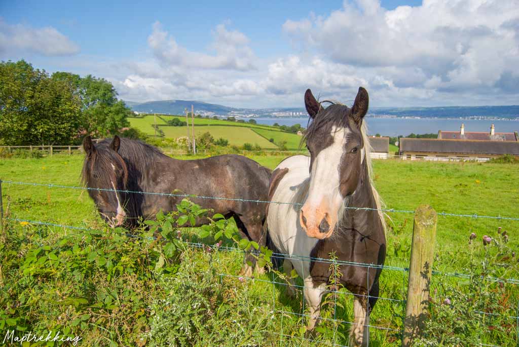 beautiful Northern Irish horses standing in an East Belfast field with a gorgeous view of Belfast lough behind them which will make you wonder why you ever asked is Northern Ireland safe