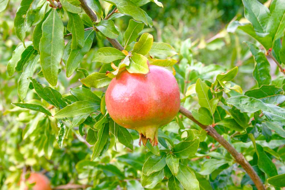pomegranates are a popular food in Montenegro because like this photo show you will find them on branches everywhere with luscious green leaves behind