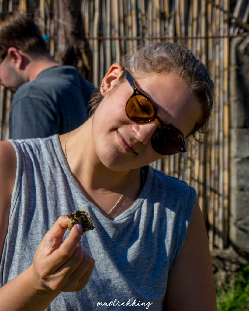 Maria in her sunglasses holding and looking at Herm, the baby herman tortoise