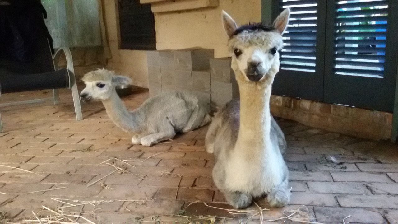 Two really cute an settling into the new home