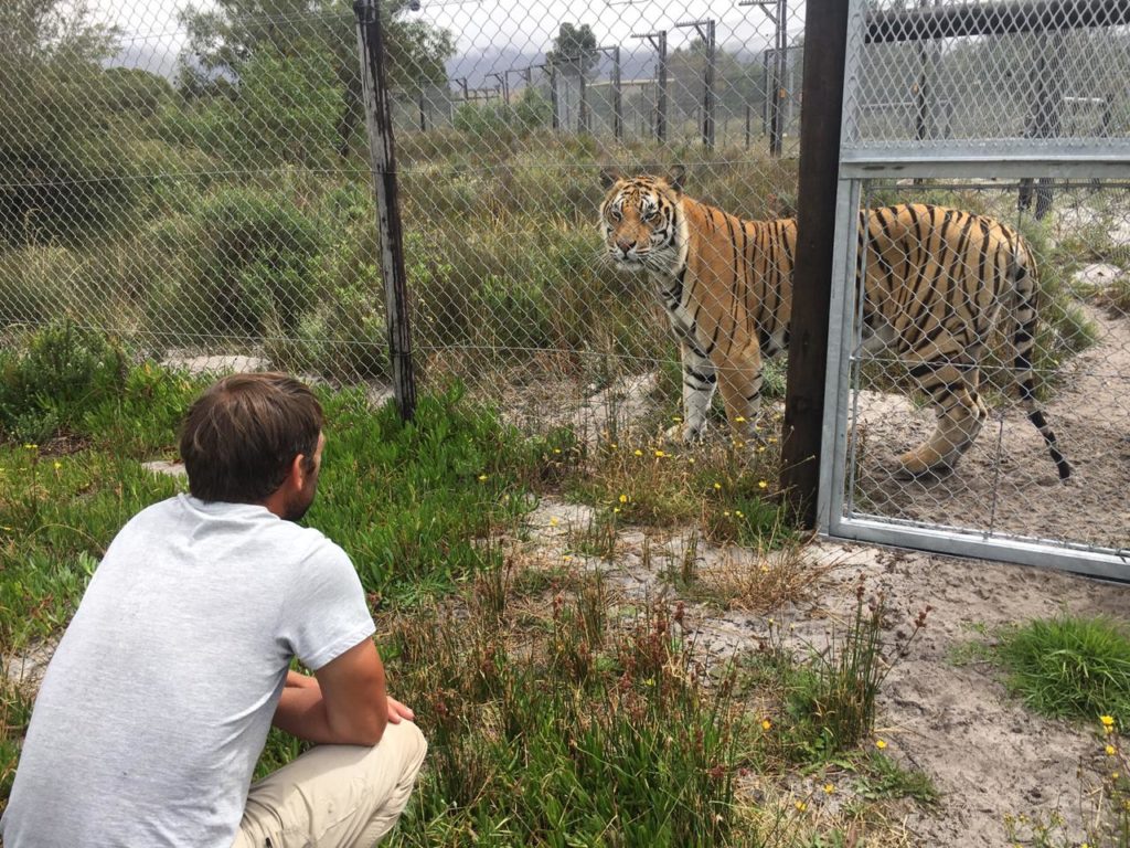 Stuart looking eye to eye with a massive tiger behind her enclosure