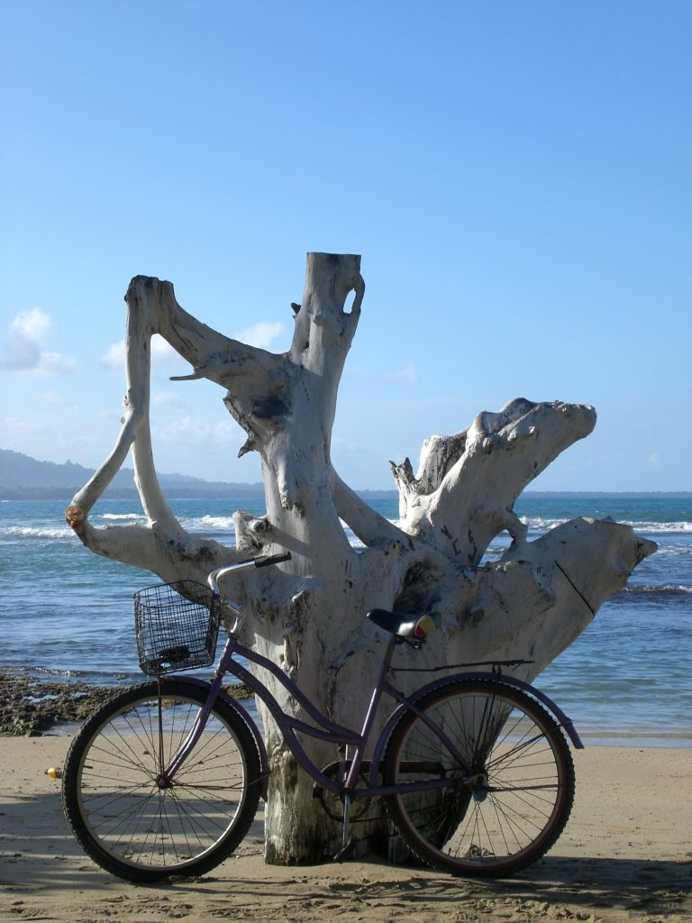 Image of a bike leaning against a tree with bright blue skies and crystal clean water behind it.