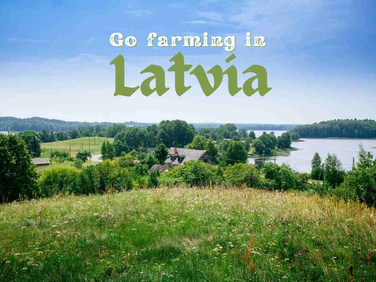 Lakefront farm volunteering in Latvia