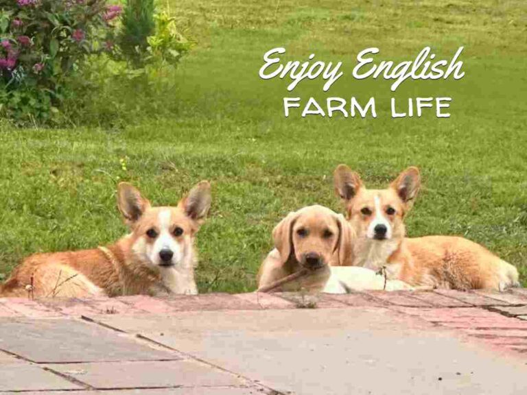 farm stay volunteer in England