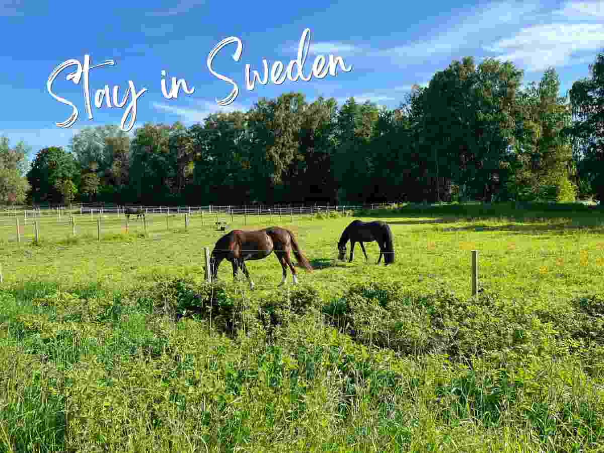 Horse farm volunteering in Sweden