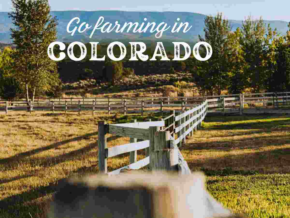 Volunteer in Colorado off grid farm life