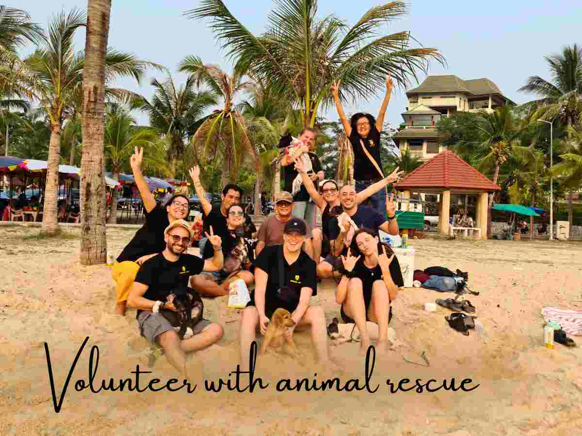 Volunteer in Thailand animal rescue center