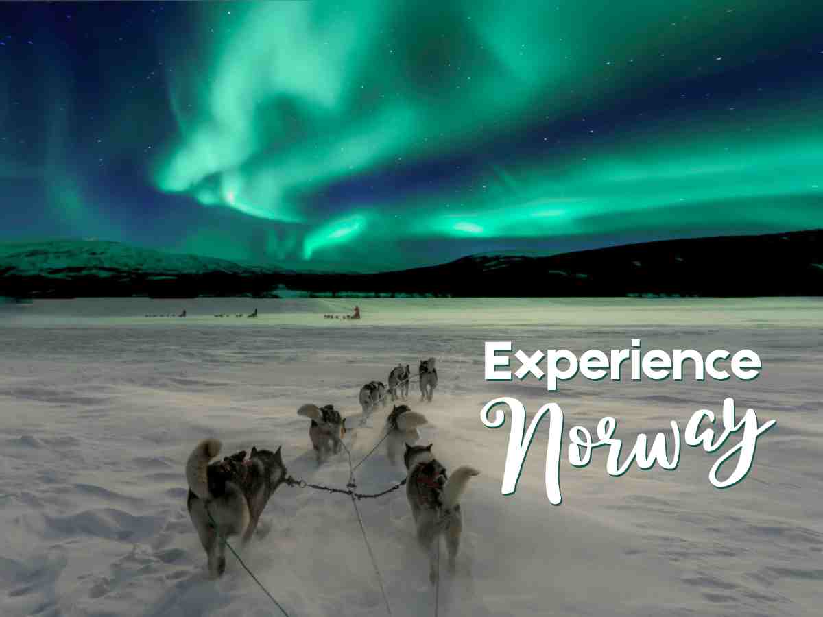 You are currently viewing Greenlandic Dog Volunteering In Norway – Have A Unique Arctic Work Exchange